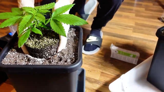 Cannabis Flowering Phase and Harvest: Trichome Guide