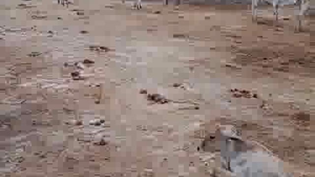 बाबागंज ब्लाक के रायगढ़ ग्राम सभा के पूरे डींगुर सिंह के पुरवा में बनी गौशाला में गोवंशों की दयनीय स्थिति जिम्मेदार मौन,