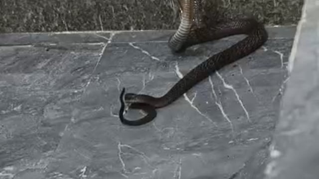 मारोचा गांव में घर में नाग पंचमी के दिन सांप घुस गया ग्राम वासियों ने सांप को देखकर प्रणाम किया