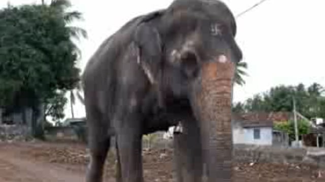 कोल्हापूर नांदणीच्या महादेवीस आणण्यास कायदेशीर बाजू मांडून येण्याचा मार्ग मोकळा होईल पालकमंत्री प्रकाश आंबिटकर