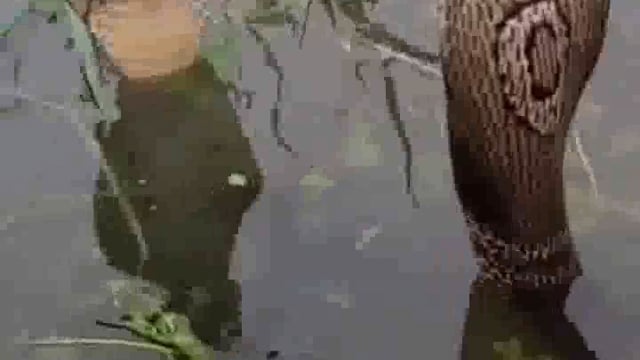 बाढ़ के पानी से मनुष्य के साथ जीव जंतु भी बिल बिलाये,जहरीले सांपों का वीडियो देखकर आप भी हो जाएंगे दंग