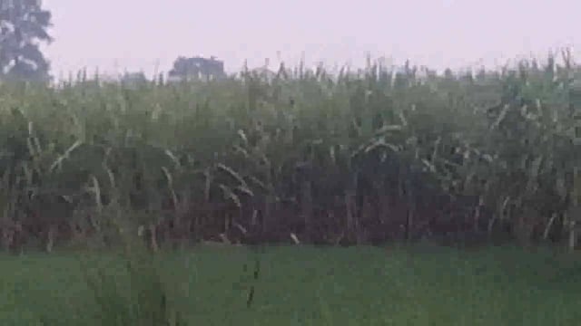 ग्राम पंचायत पलिया खुर्द में आज लगभग 6 pm बजे शेर देखा गया है और ग्रामीणों में दहशत का माहौल बना हुआ है 