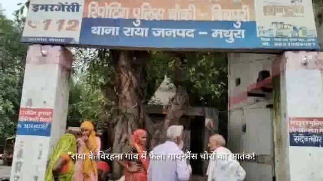 बिचपुरी चौकी पर गाय भैंस चोरों को पकड़ा और फिर छोड़ दिया