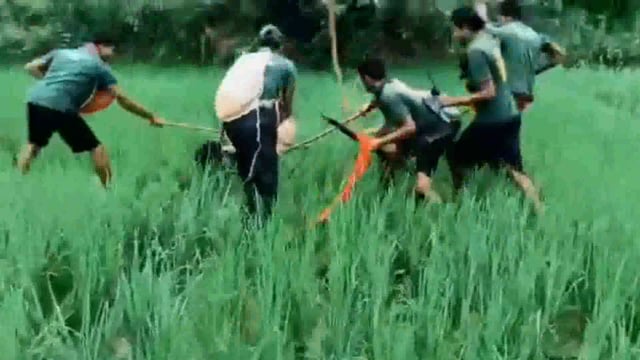 वाल्मीकि टाइगर रिजर्व के गोबर्धना जंगल में एक दर्दनाक हादसा हुआ।
धान की सोहनी कर रहे एक किसान पर अचानक जंगल से निकलकर बाघ ने हमला कर दिया।
हमले में किसान की मौके पर ही मौत हो गई।