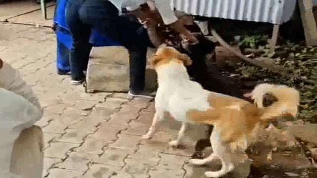 झांसी जिले के गुरसरांय में महिला एम्बुलेंस संचालकों के बीच झगड़ा,एम्बुलेंस संचालकों चोटी पकड़कर जमकर पीटा