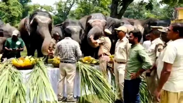 दुधवा राष्ट्रीय उद्यान ने हाथियों के लिए विशेष भोज के साथ विश्व हाथी दिवस मनाया

लखीमपुर, उत्तर प्रदेश - विश्व हाथी दिवस 2025 के अवसर#politics