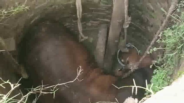 बीबीनगर अंतर्गत केशोपुर सठला में खाई में गिरे सांड को ग्रामीणों द्वारा निकाला गया।