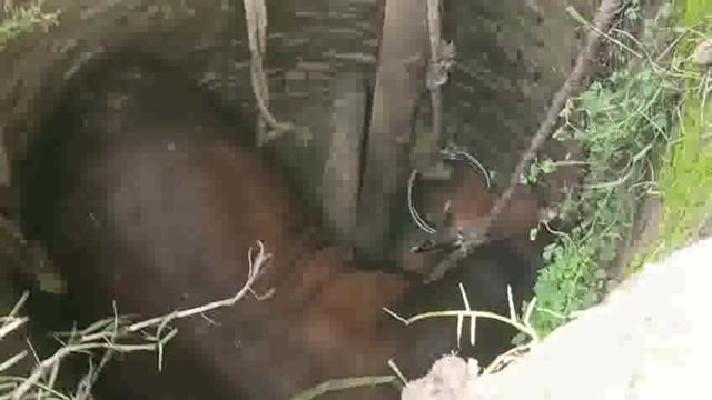 बीबीनगर अंतर्गत केशोपुर सठला में खाई में गिरे सांड को ग्रामीणों द्वारा निकाला गया।