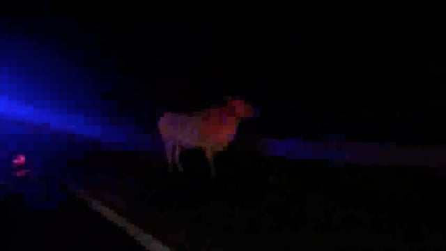 फरह गोवर्धन नाले किनारे, गौ तस्करों से धर्म जागरण आरएसएस व गौसेवकों ने प्रशासन की मदद से बचाई तीन गाय