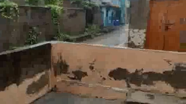 कान्हा की नगरी मथुरा में सुबह से हो रही है झमाझम बारिश मौसम विभाग ने पहले ही किया था अलर्ट 60 जिलों को