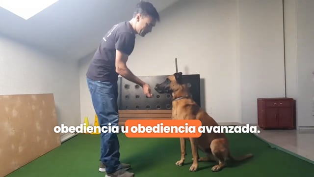 ✓ Aprende paso a paso a relajar a tu perro y ayúdale a superar la