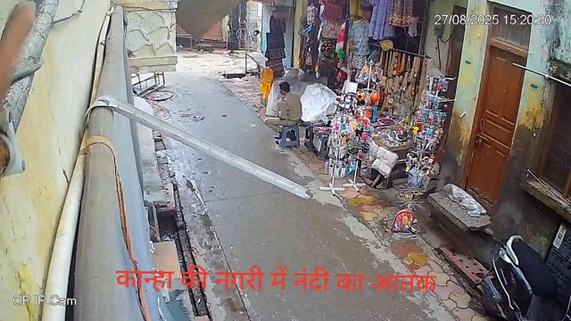 वृंदावन: दो नंदी की लड़ाई में बाल बाल बच्चा पुलिसकर्मी, वीडियो वायरल 