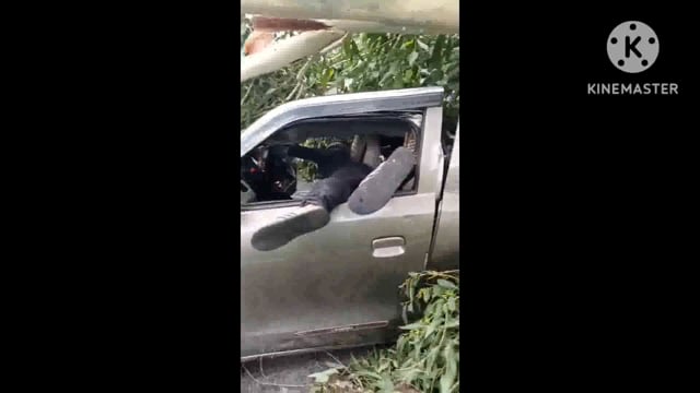 *यूकेलिप्टस का पेड़ गिरने से बड़ा हादसा, कार सवार परिवार बाल-बाल बचा, बाइक सवार की मौत*#rana