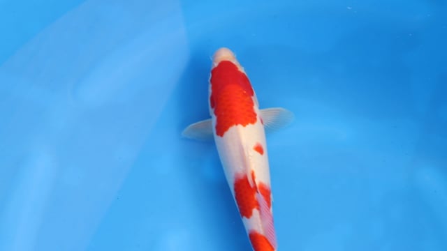 Kohaku - Maruyama (30cm)