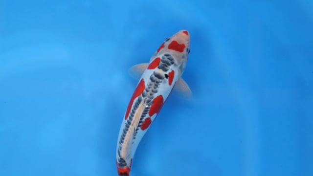Shusui - Kawakami (31cm)