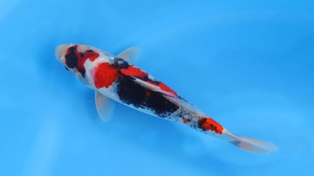 Showa - Sekiguchi (32cm)