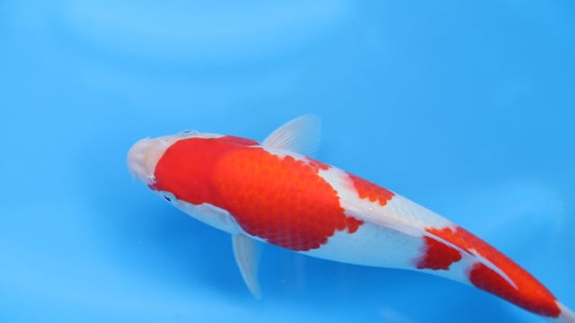 Goshiki - Minuma (29cm)