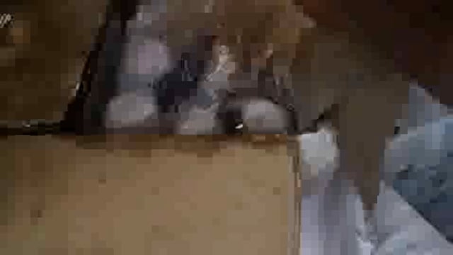 ➡️.....वाराणसी जंक्शन स्टेशन पर पार्सल कार्यालय के सतर्क कर्मचारियों की बड़ी कामयाबी*

पार्सल स्कैन के दौरान आचार के कनस्तरों में मिली शराब की बोतलें

RPF/GRP की संयुक्त कार्यवाही अभी जारी है