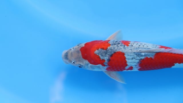 Goshiki - Minuma (32cm)