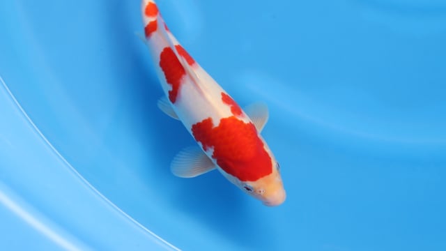 Kohaku - Maruyama (32cm)