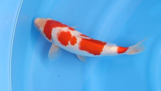 Kohaku - Maruyama (28cm)