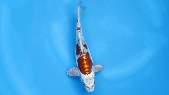 Ochiba Shigure