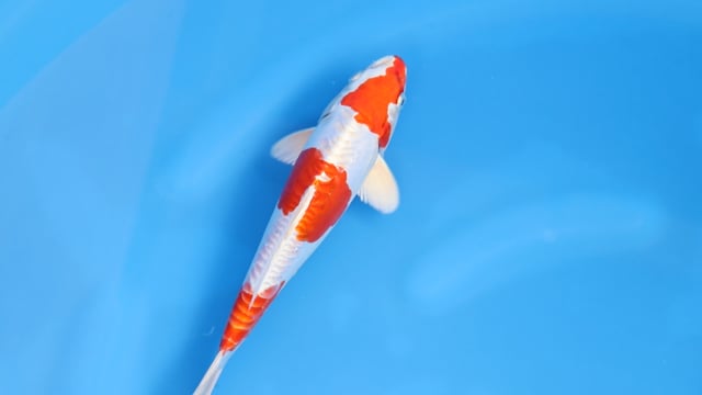 Kikusui - Kase (26cm)