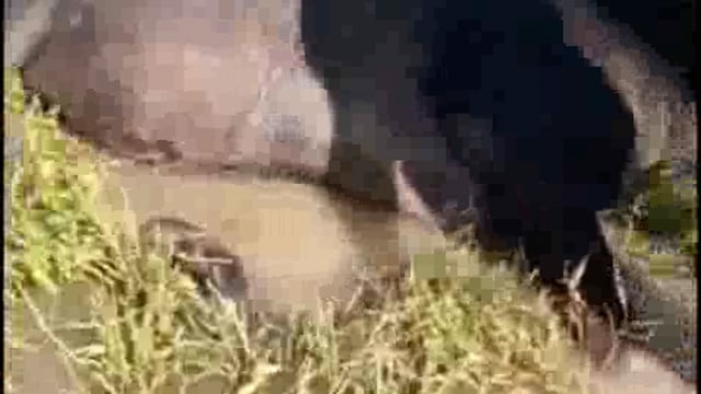 पलिया के ग्राम गजरौरा में बाघ ने भैंस को बनाया निवाला