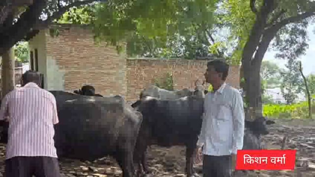 बाढ़ ग्रस्त क्षेत्र के लोगों के रुकने का कैंप,पशुओं का टीकाकरण, भूसा वितरण कराया,-एस,डी,एम,-श्रीमती रितु सिरोही,,