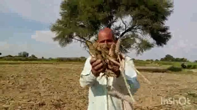 दबंगों ने किसान की पकी बाजरा की खड़ी फसल जोती न्याय के लिए पीड़ित दर-दर भटक रहा है