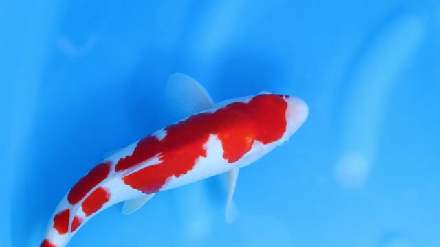 Kohaku - Maruyama (35cm)