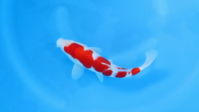 Kohaku - Maruyama (35cm)