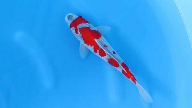 Goshiki - Kawakami (29cm)