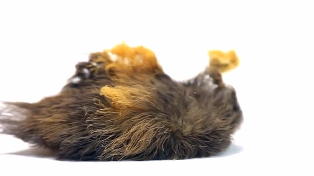 The Extraordinary Caterpillar – Trailer (2.5 min)