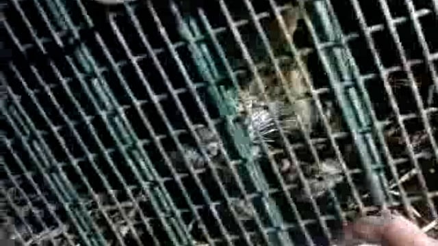  पूर्व प्रधान प्रकाश चंद्र उर्फ मोतीलाल निवासी केवल पुरवा पर हमला करने वाली माता तेंदुआ पकड़े गए