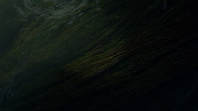 El Porteador / Excerpt 02