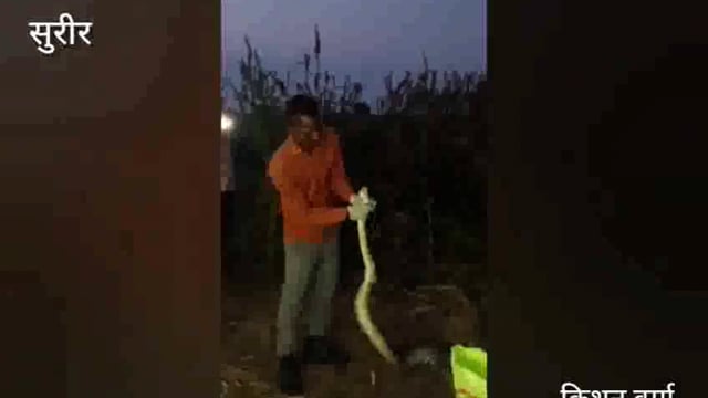 सु रीर क्षेत्र के सिहांवन में निकला अजगर सांप,,