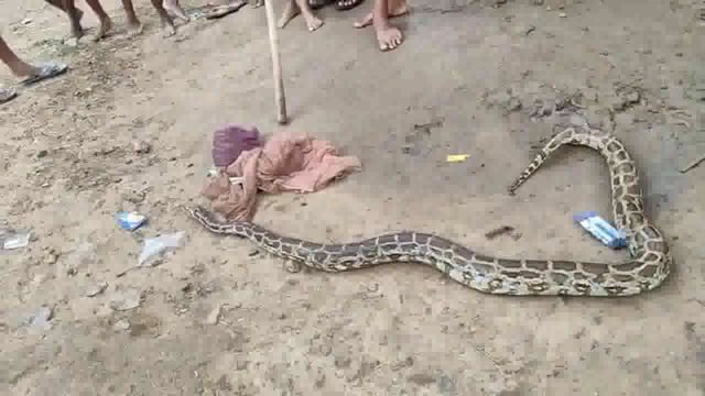 अमरपुर प्रखंड क्षेत्र में फिर से निकला अजगर, देखने उमड़ी लोगों की भीड़।