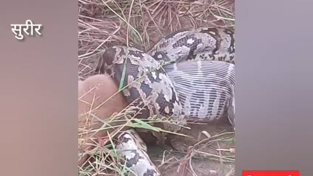 नौ हझील क्षेत्र के खेत में निकला अजगर सांप,देख घबराये ग्रामीन किसान,,