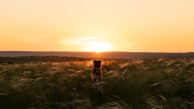 Honoring the life of your beloved pet