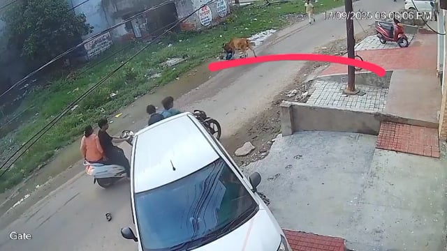 ➡️.....कानपुर - गाय के हमले का इससे खतरनाक वीडियो शायद ही पहले किसी ने देखा हो*
कल्याणपुर इलाके में सड़क पर आवारा गाय ने बुजुर्ग पर जानलेवा हमला कर दिया, 
दौड़ाकर सींग से मारकर किया घायल, पटक कर कई बार सींग मारा, लोगों के लाठी मारने के बाद भी गाय बुजुर्ग पर बार बार सींग मारती रही
इलाज के दौरान बुजुर्ग की मौत हो गई, 
पूरी घटना सीसीटीवी कैमरे में कैद हुई