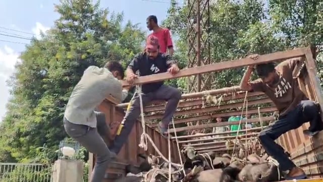 थाना हाईवे क्षेत्र में सैकड़ों मवेशियों से भरा ट्रक पकड़ा गया कई मवेशियों की मौत