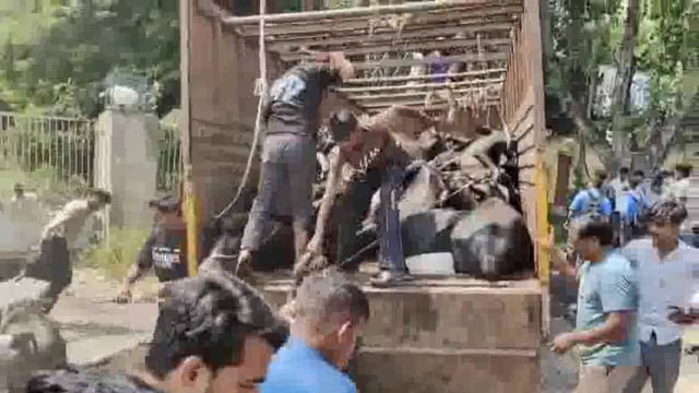 मथुरा में पशु क्रूरता- दिल्ली आगरा हाईवे पर ट्रक से 83 मवेशी बरामद, कई की मौत ट्रक चालक के खिलाफ मुकदमा,