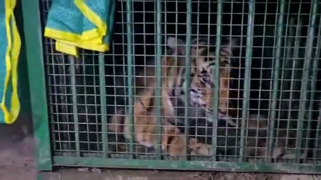 सीतापुर, उत्तर प्रदेश — वर्षों से इस क्षेत्र में आतंक मचाने के बाद, सीतापुर जिले के महोली क्षेत्र के नरनी गाँव में एक खतरनाक बाघिन को आखिरकार पकड़ लिया#politics