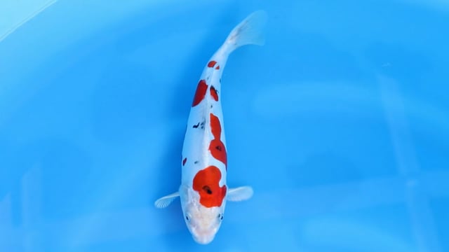 Yamatonishiki - Kase (30cm)