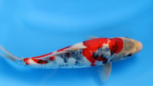 Showa - Sekiguchi (33cm)