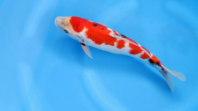 Showa - Sekiguchi (34cm)