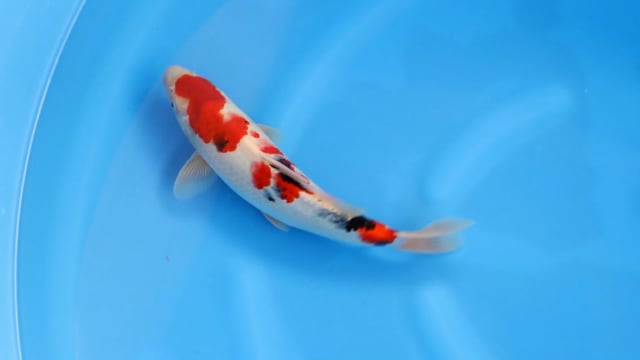 Showa - Sekiguchi (31cm)