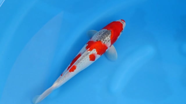 Goshiki - Minuma (30cm)