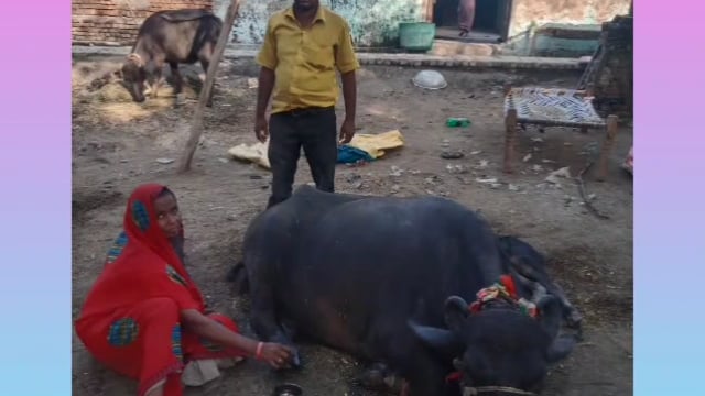 MANT- पशुओं में बढ़ती जा रही खुरपका, मुंह पका की बीमारी, फिर भी संबंधित अधिकारी बने बैठे हैं मौन,,